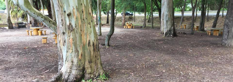 Trabalhos de limpeza e recuperação no Parque da Comenda