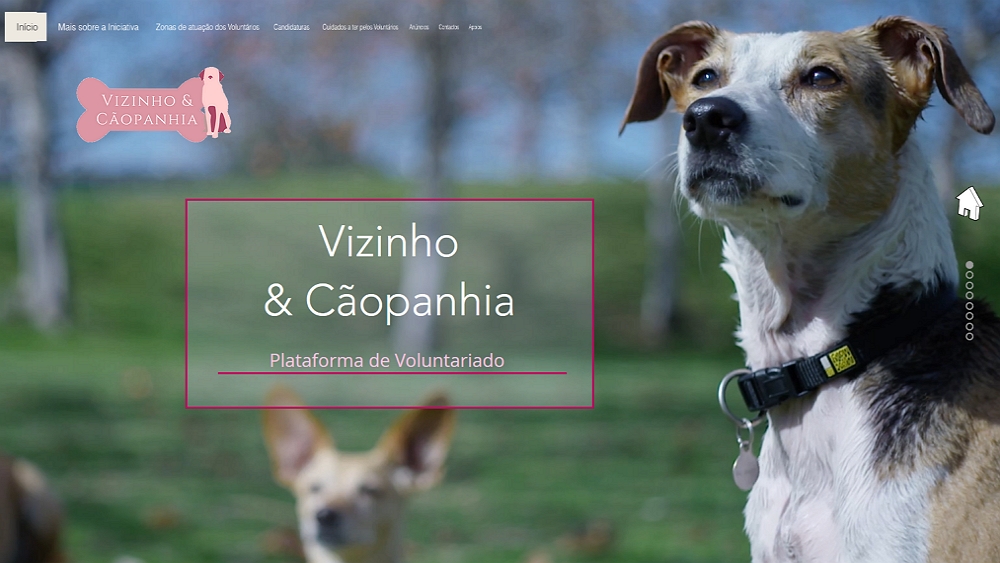 Plataforma «Vizinho e Cãopanhia» passeia cães de pessoas de risco