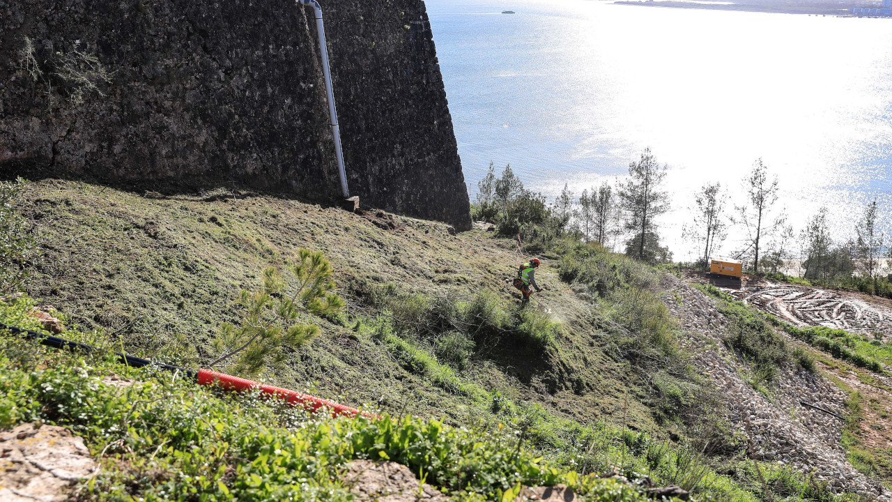 Desmatação na encosta do Forte de São Filipe