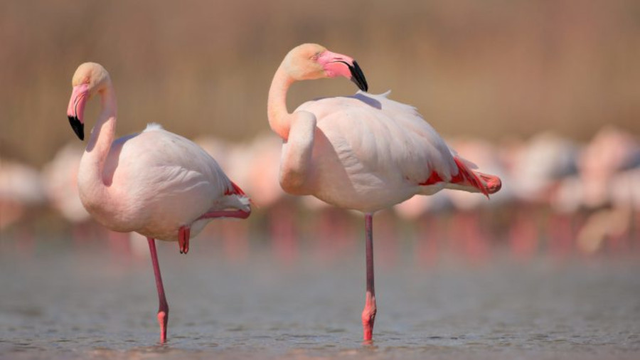 Flamingos do Sado – Aves majestosas que dormem de pé