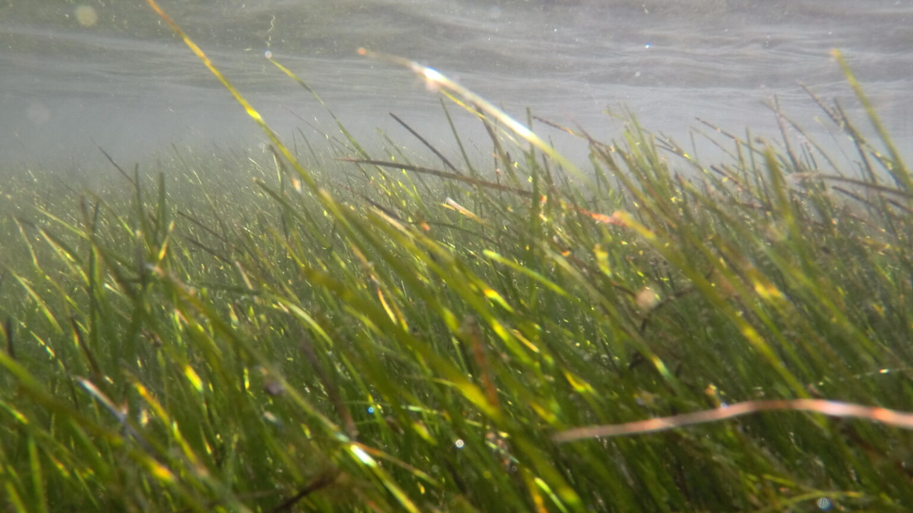 Pradarias marinhas do Sado – florestas vitais, refúgio de biodiversidade