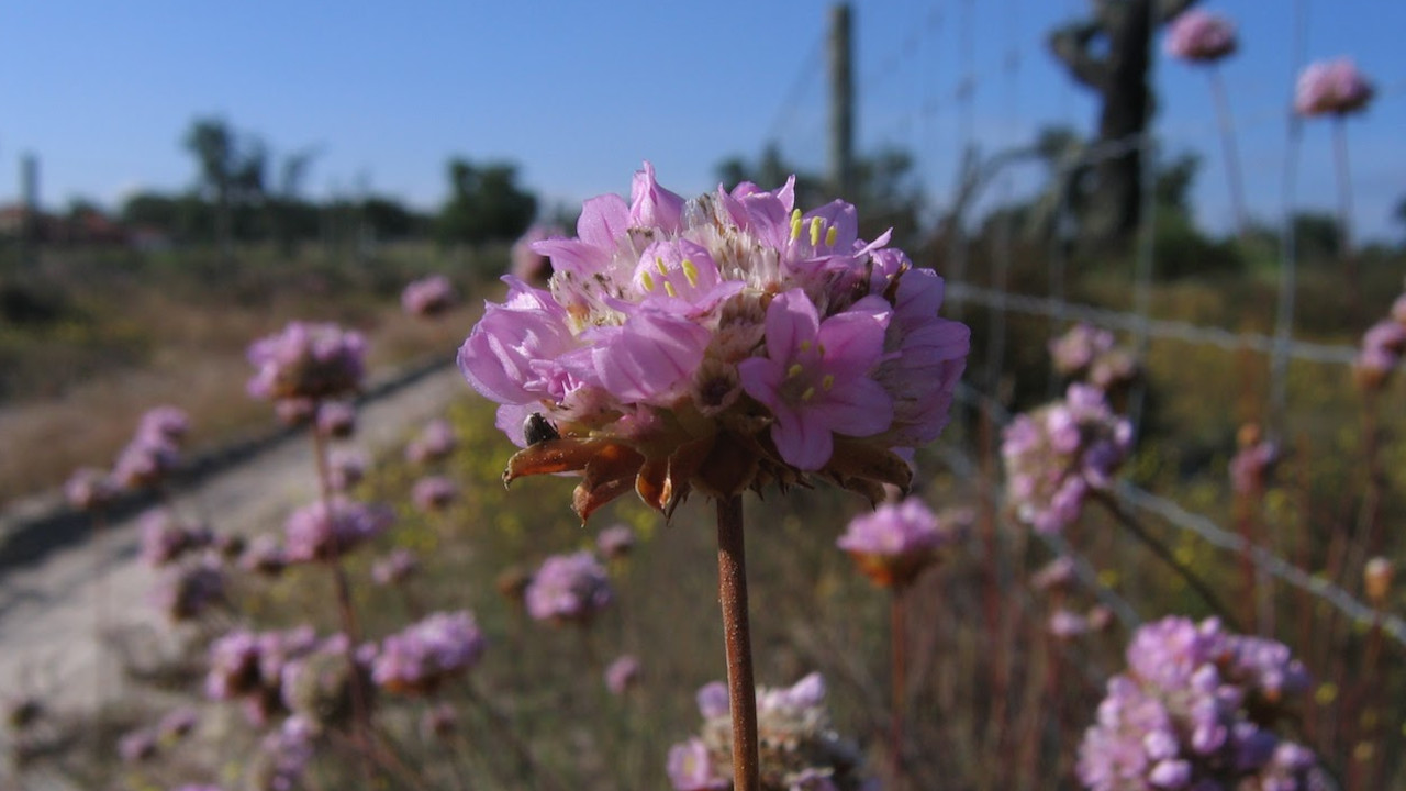 A Arméria-do-sado (Armeria rouyana)