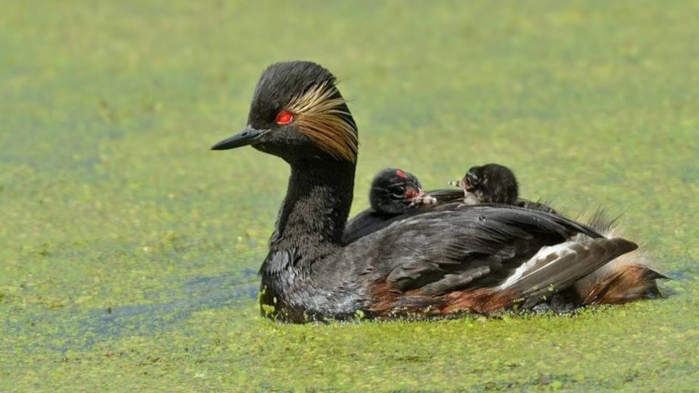 mergulhão-de-pescoço-preto, cagarraz ou cajarrás