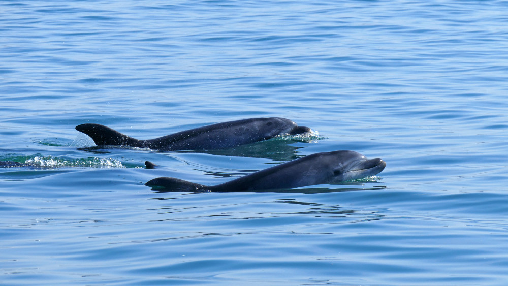 O Roaz-corvineiro (Tursiops truncatus)