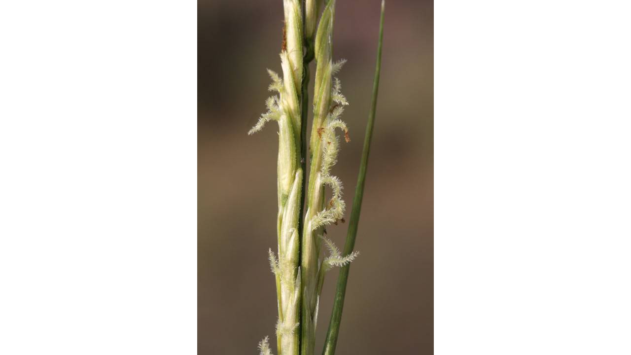 Spartina marítima, morraça ou castanhol - que planta é esta