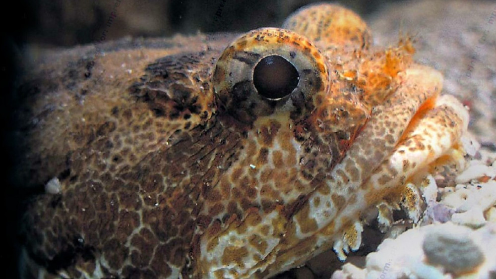 Conhece o peixe que "canta" e que carrega nos érres