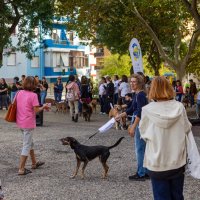 Cãominhada e Mercadinho de Trocas